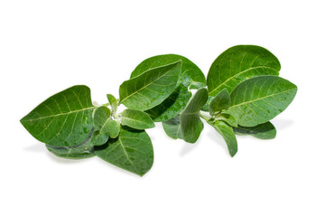 Withania somnifera ( Ashwagandha ) isolated on white background, Medicinal Herbs