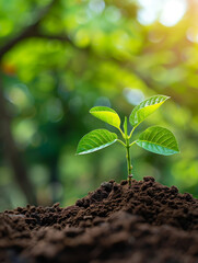 Eine kleine Pflanze wachst aus dem Boden und steht für Erfolg