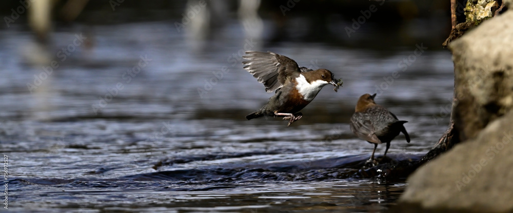 Poster Wasseramsel mit Nistmaterial im Schnabel // White-throated dipper (Cinclus cinclus)