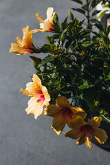yellow Cuban hibiscus plant outdoor in sunny backyard