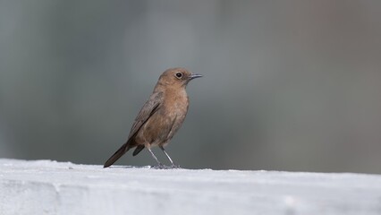 robin bird sitting on a wall