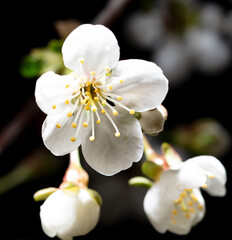 White cherry flowers isolated on black background. Close-up - 756980391
