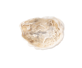 Oyster shell isolated on white background. Close-up - 756980766