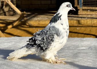 Portrait of a dove in the snow