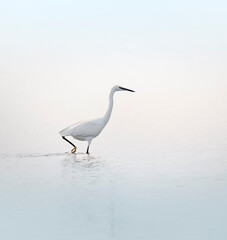 Aigrette gazette chassant dans l'étang de Vaccarès, Provence, France 