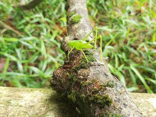 A Green grasshopper named (Hexacentrus Japonicus) perched on green leaves camouflaged among the leaves in the hot sunlight
