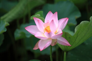 お寺の本堂などで、蓮の花の絵や、蓮の花をモチーフにした飾りなどを見かけるように、蓮が仏教では極楽の花とされてきたことは皆さまご存知の通りです。