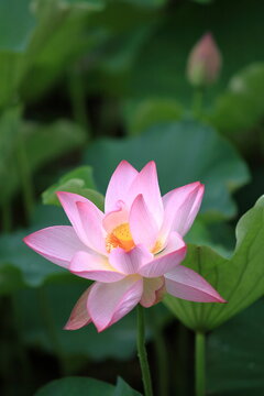お寺の本堂などで、蓮の花の絵や、蓮の花をモチーフにした飾りなどを見かけるように、蓮が仏教では極楽の花とされてきたことは皆さまご存知の通りです。