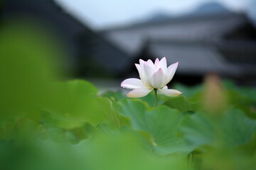 お寺の本堂などで、蓮の花の絵や、蓮の花をモチーフにした飾りなどを見かけるように、蓮が仏教では極楽の花とされてきたことは皆さまご存知の通りです。