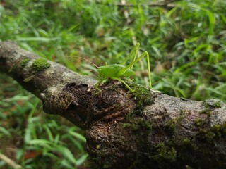 A Green grasshopper named (Hexacentrus Japonicus) perched on green leaves camouflaged among the leaves in the hot sunlight