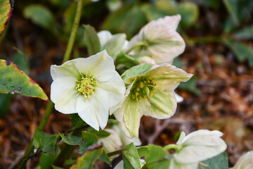 クリスマスローズ