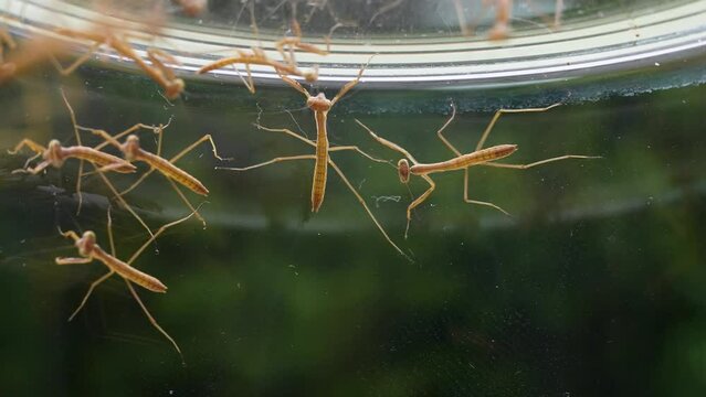 生まれたばかりのカマキリが群れる4K動画