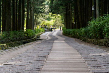 Forest of cedar tree and footpath