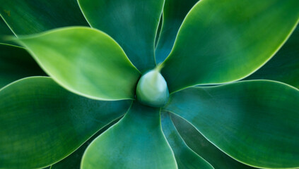 Agave cactus, abstract pattern background, top view