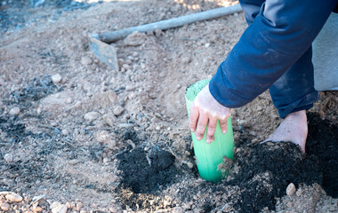 Adult hands fitting a green shelter tube around a young tree in soil, signifying protection and...