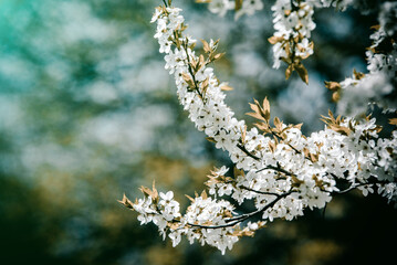 Cherry blossom branch in the garden in spring 
