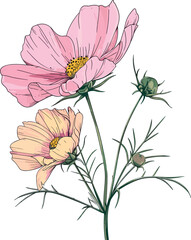 Vector illustration of a cosmos flower accompanied by foliage.