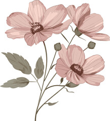 Vector illustration of a cosmos flower accompanied by foliage.