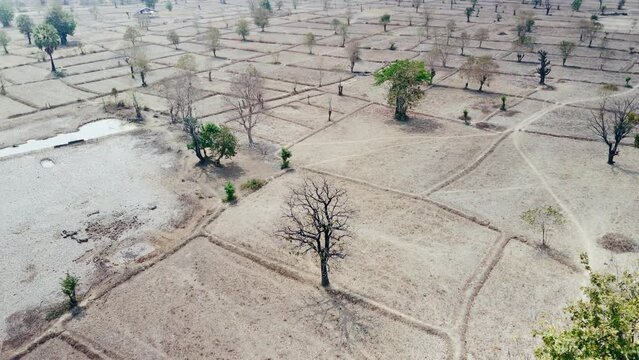 Dry season dead tree on barren smog filled arid rice paddy, north Asia desolate landscape.  Drone aerial orbit rotate.