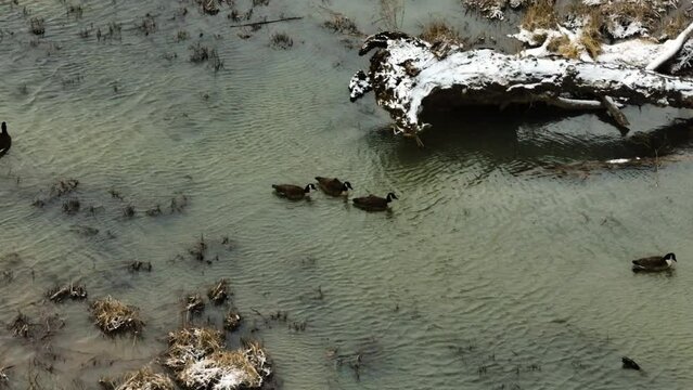 Mallard Ducks On Swampy Lakes Of Sequoyah During Winter In Arkansas, USA. Aerial Shot