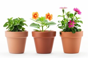 Fototapeta na wymiar Flower pots alone on white background