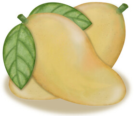 Mango collection isolated,Tropical fruits,hand drawn watercolor paint.
