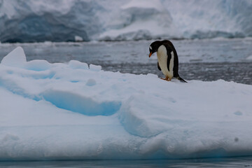Manchot Papou marchant sur la banquise en Antarctique