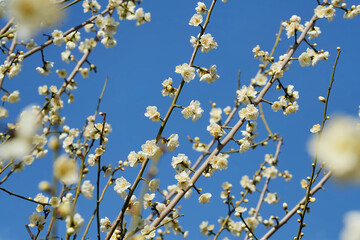 澄んだ空と白梅