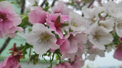 Fototapeta premium Close up white and pink sakura bloom 