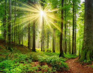Forest panorama with sun rays in morning