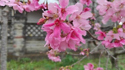 Beautiful pink sakura flowers 