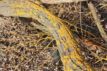 
A fallen branch from a tree. Yellow moss grew on a tree.