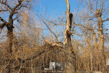 
Broken tree top in the forest.
