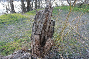 
Tree stump. Dry stump from a fallen tree.