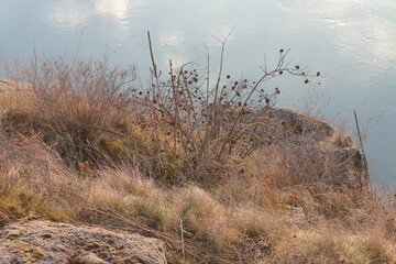Dried bush on a mountain near a river.