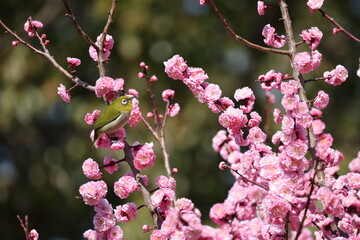 開花したピンク色の梅の花の蜜を吸うメジロ