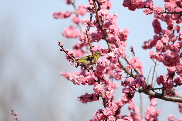 開花したピンク色の梅の花の蜜を吸うメジロ