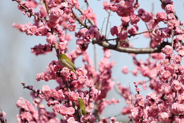 開花したピンク色の梅の花の蜜を吸うメジロ