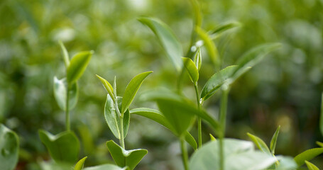 Green tea tree leaves field young tender bud herbal Green tea tree in camellia sinensis organic farm. Close up Fresh Tree tea plantations mountain green nature in herbal farm plant background morning