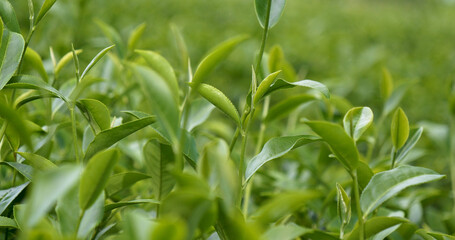 Fresh Green tea tree leaves in eco herbal farm. Tree tea plantations in morning sun light. Freshness herbal green natural garden farmland. Drinking organic relax heath plant. Green tea tree in farm