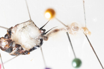 Study of the structure and characteristics of Gryllus bimaculatus in Laboratory.