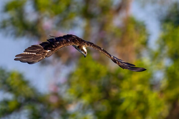 The beautiful flight characteristics of Brahminy Kite, White-bellied Sea-eagle, and Osprey in...