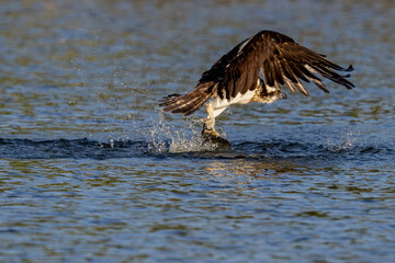 The beautiful flight characteristics of Brahminy Kite, White-bellied Sea-eagle, and Osprey in Thailand.