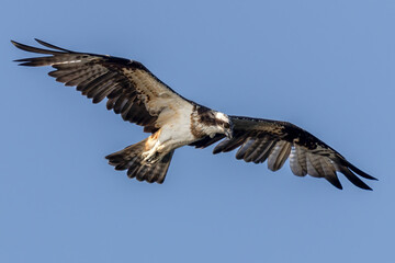 The beautiful flight characteristics of Brahminy Kite, White-bellied Sea-eagle, and Osprey in Thailand.