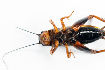 Study of the structure and characteristics of Gryllus bimaculatus in Laboratory.