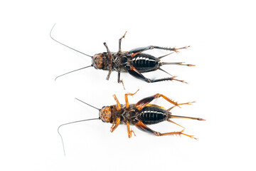 Study of the structure and characteristics of Gryllus bimaculatus in Laboratory.