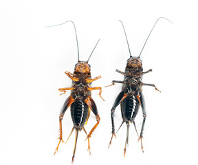 Study of the structure and characteristics of Gryllus bimaculatus in Laboratory.