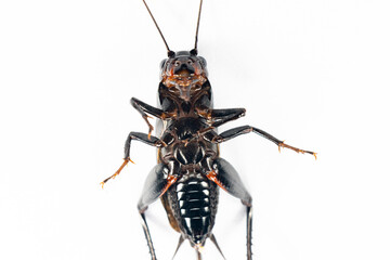 Study of the structure and characteristics of Gryllus bimaculatus in Laboratory.