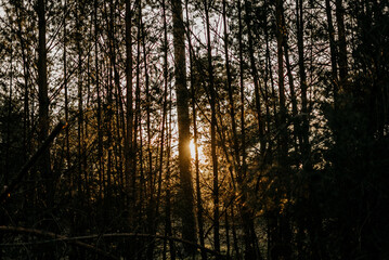 Sonnenuntergang scheint durch Bäume auf einem schönen Feld - obrazy, fototapety, plakaty