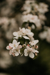 Frühlingshafte Blüten an einem Baum